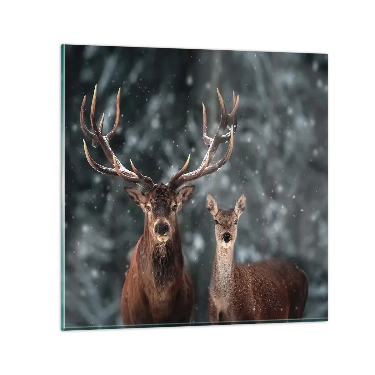 Quadro su vetro - Il re della foresta con la consorte - 30x30 cm