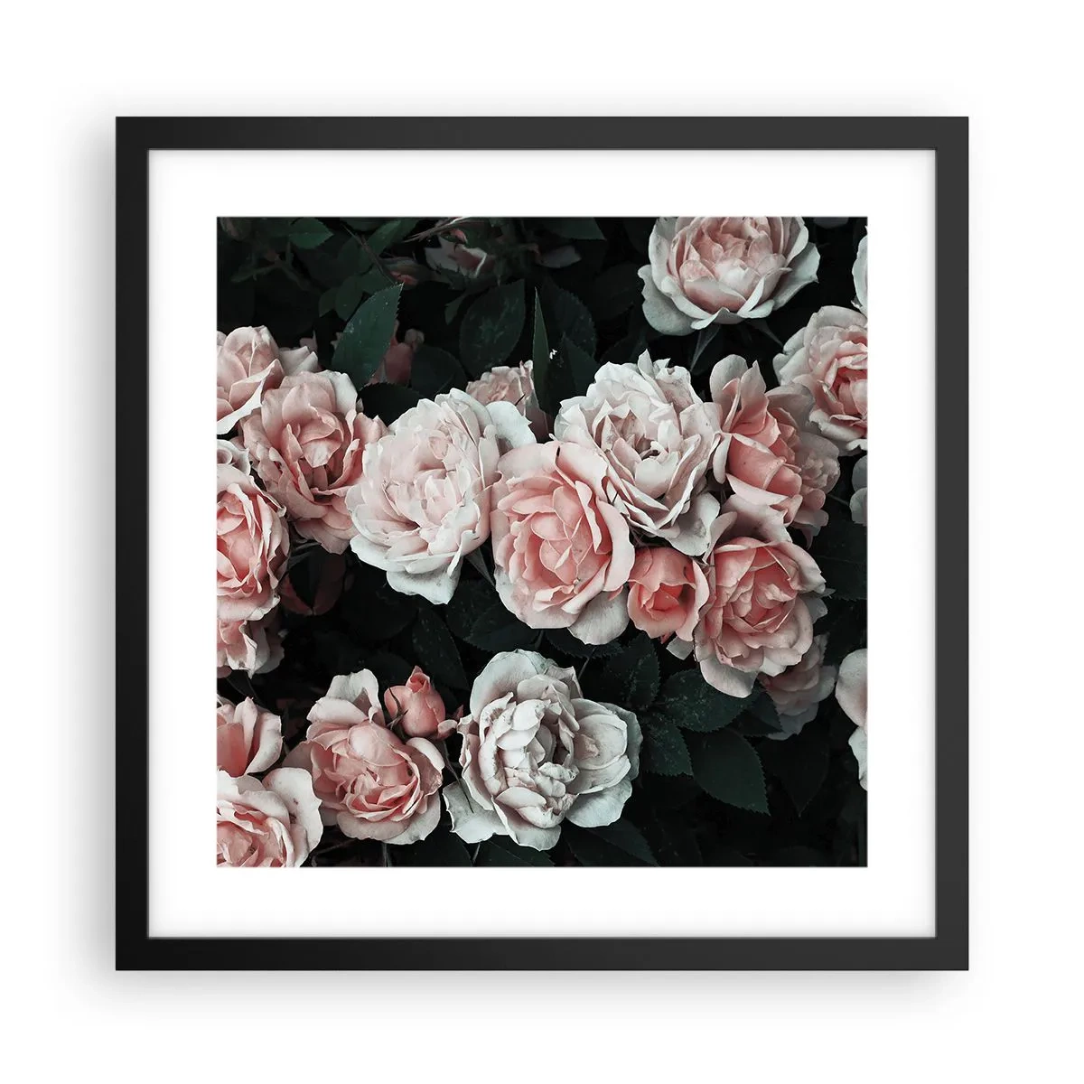 Poster in cornice nera - Composizione di rose - 40x40 cm