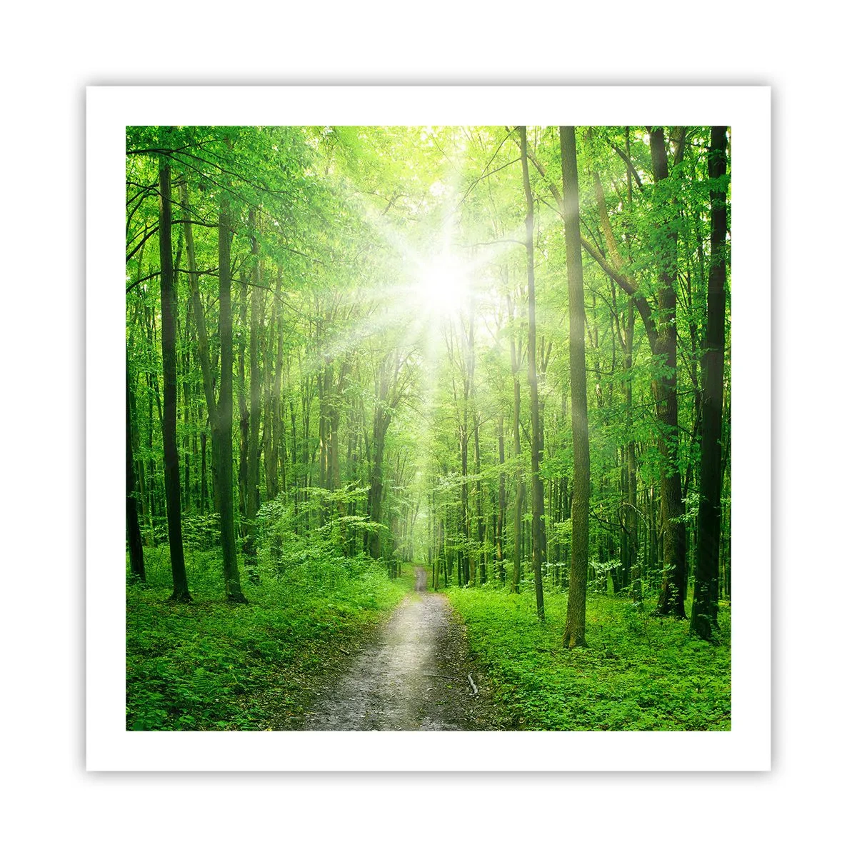 Poster - Cattedrale verde - 60x60 cm