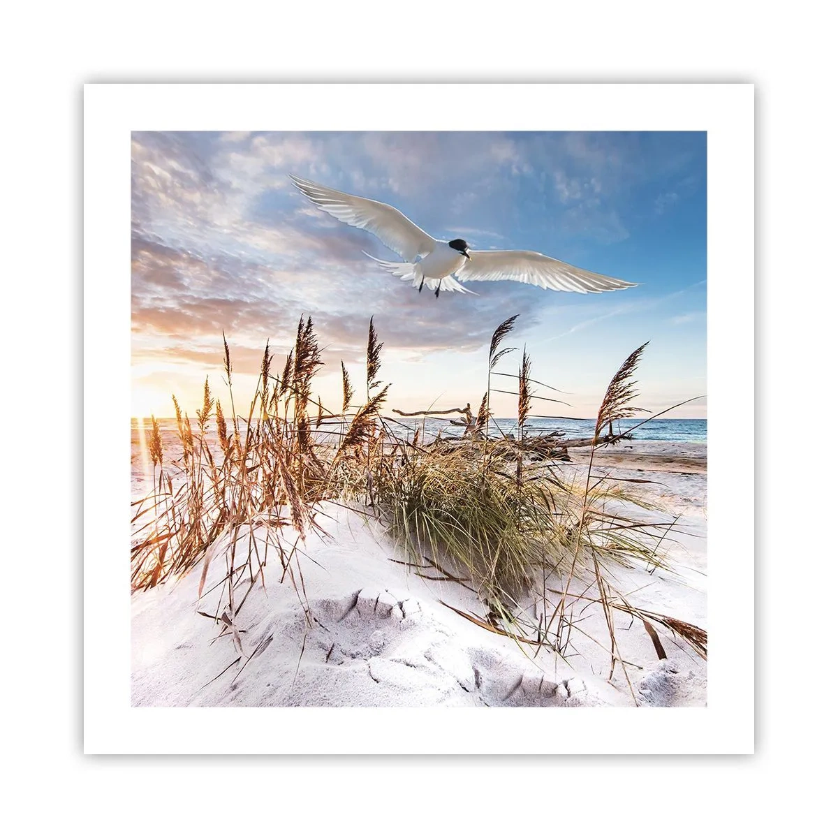 Poster - Vento dal mare - 50x50 cm
