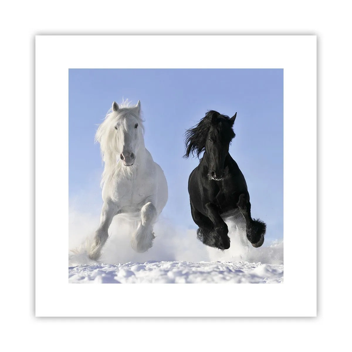 Poster - Galoppo in bianco e nero - 30x30 cm