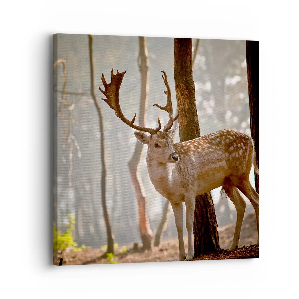 Quadro su tela - Stampe su Tela - La luce della giovinezza - 30x30 cm