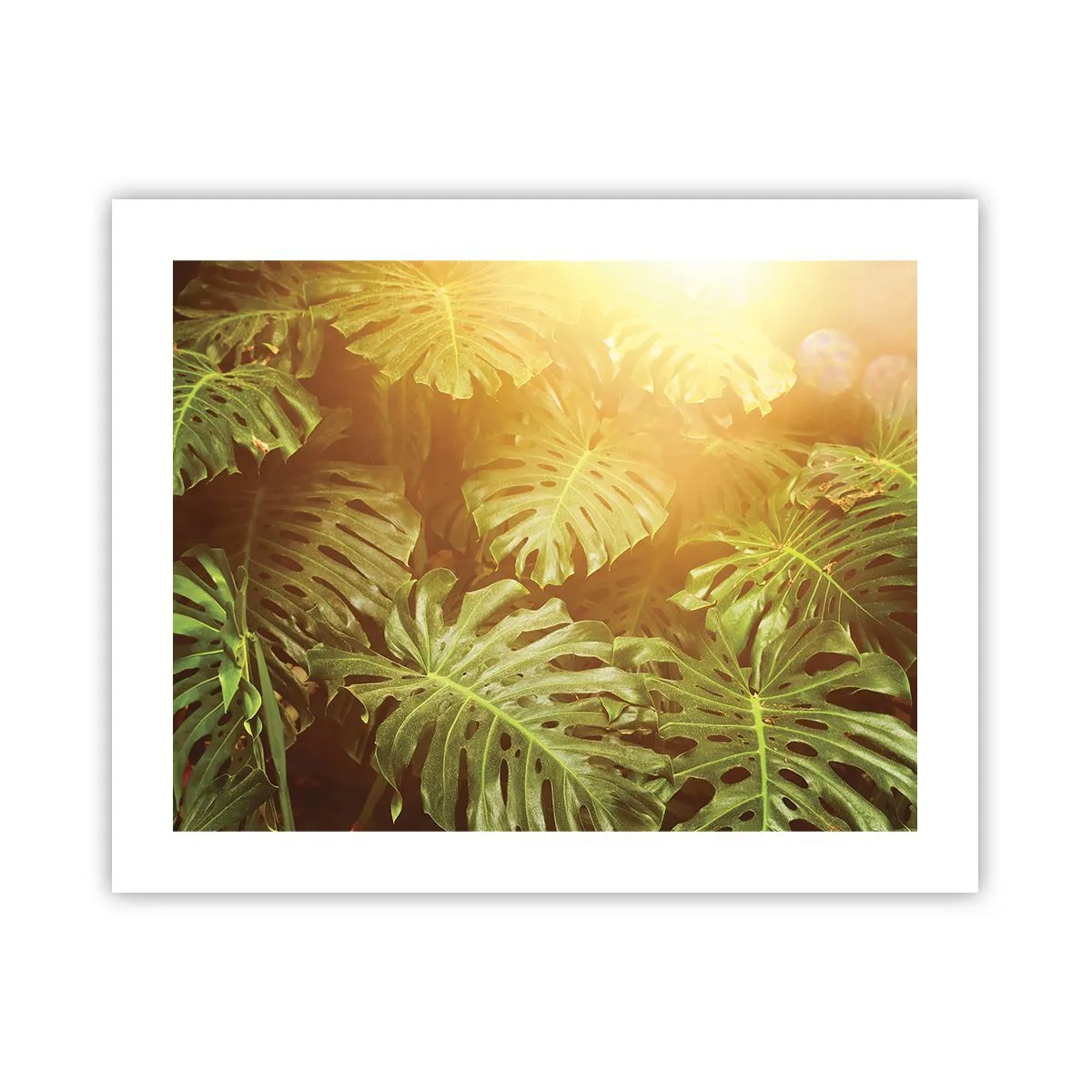 Poster - Entrando nel verde... - 50x40 cm