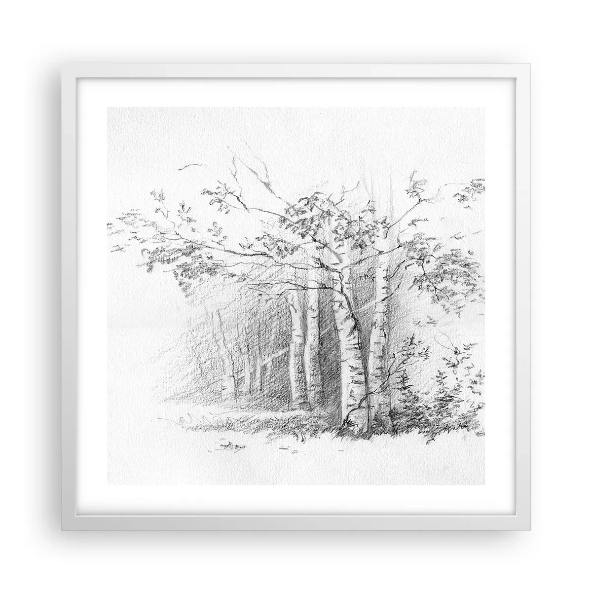 Poster in cornice bianca - La luce della foresta di betulle - 50x50 cm