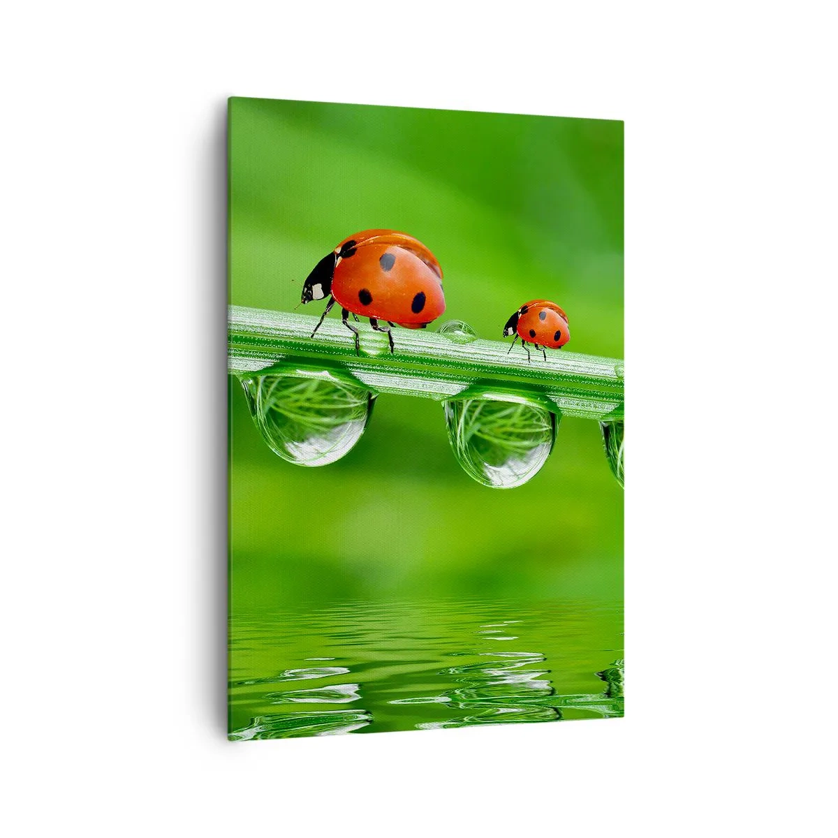 Quadro su tela - Stampe su Tela - Coccinelle su un filo d'erba con gocce di rugiada in un ambiente naturale - 70x100cm - In cammino per tutta l'estate - Decorazione murale moderna per soggiorno e camera da letto ARTTOR