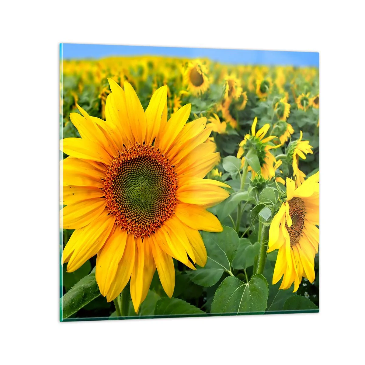 Quadro su vetro - Centinaia di soli ardono - 70x70 cm