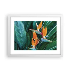 Poster in cornice bianca - È un fiore o un uccello? - 40x30 cm