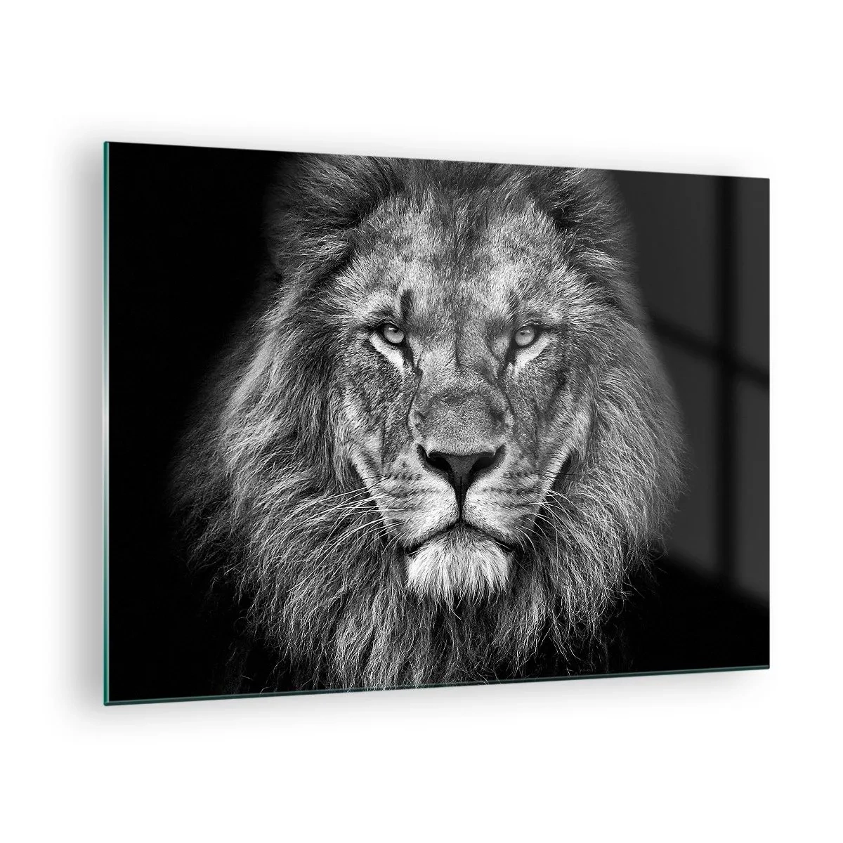 Quadro su vetro - Ritratto di un leone in bianco e nero con una maestosa criniera - 70x50cm - Nell'abito dell'incoronazione - Decorazione murale moderna per soggiorno e camera da letto ARTTOR