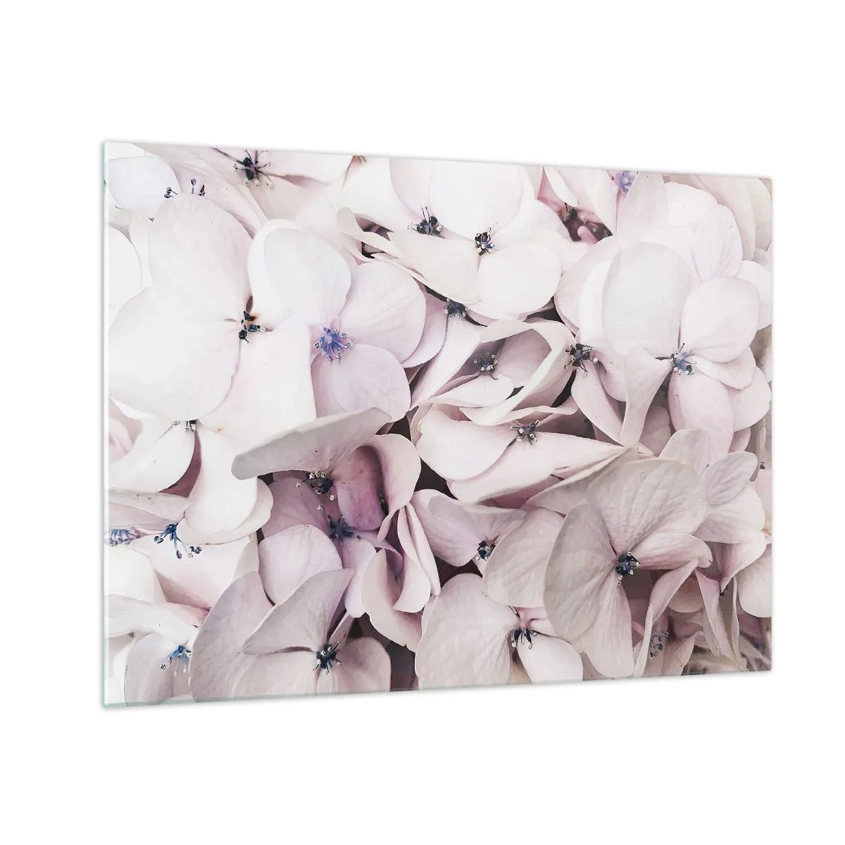 Quadro su vetro - Delicate ortensie rosa chiaro in primo piano - 70x50cm - Un'alluvione di fiori - Decorazione murale moderna per soggiorno e camera da letto ARTTOR