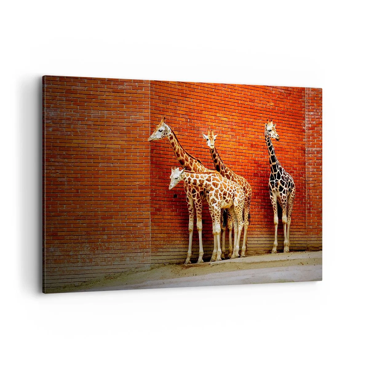 Quadro su tela - Stampe su Tela - Quattro giraffe contro un muro di mattoni in un ambiente artistico - 120x80cm - Vedete qualche acacia? - Decorazione murale moderna per soggiorno e camera da letto ARTTOR