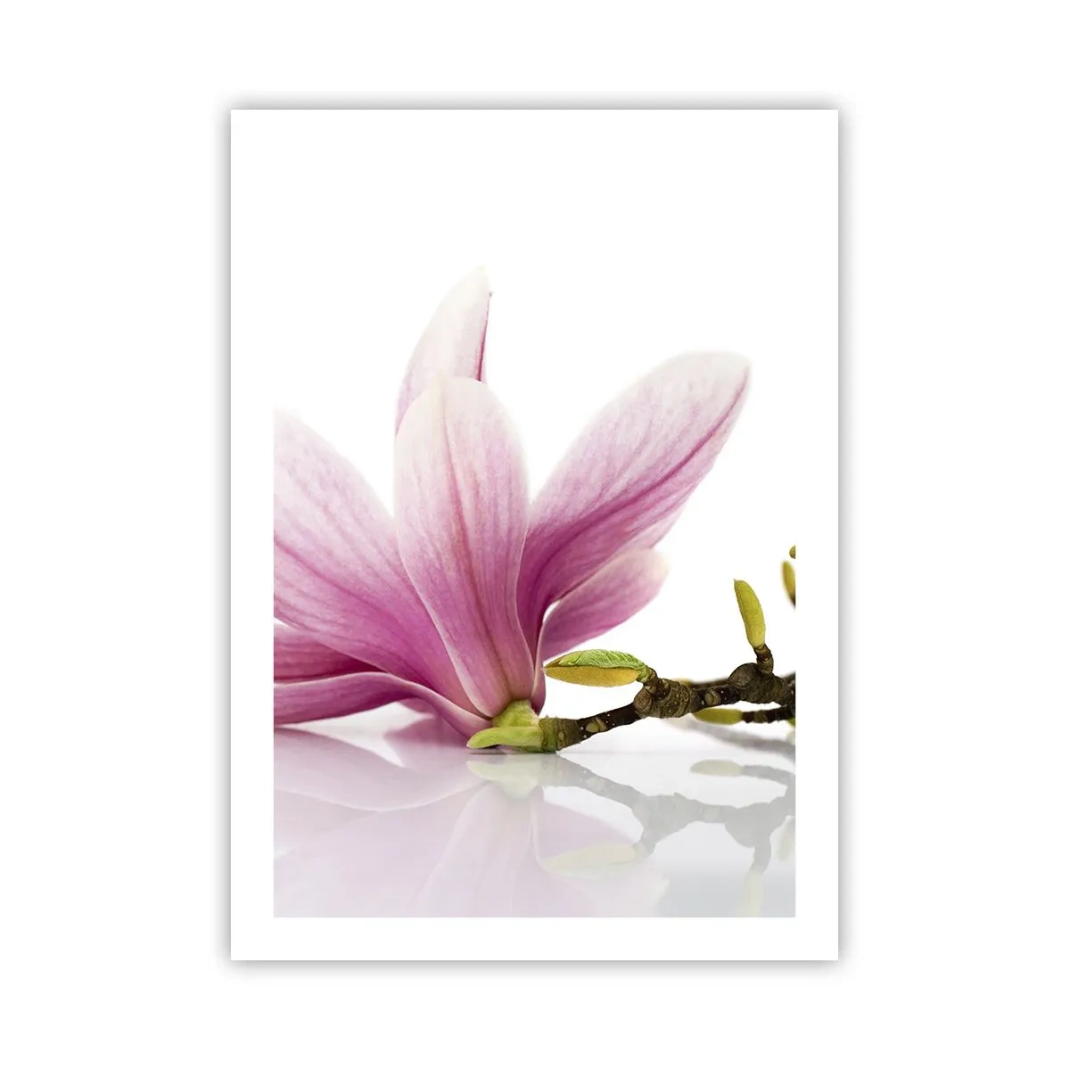 Poster - Fiore di magnolia rosa su un ramo con sfondo bianco - 50x70cm - Delicati come un soffio di primavera - Decorazione murale moderna per soggiorno e camera da letto ARTTOR