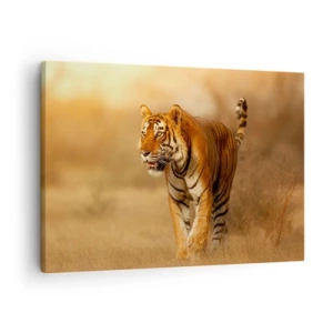 Quadro su tela - Stampe su Tela - Una tigre che cammina nella savana dai colori caldi - 70x50cm - Prima dell'attacco - Decorazione murale moderna per soggiorno e camera da letto ARTTOR