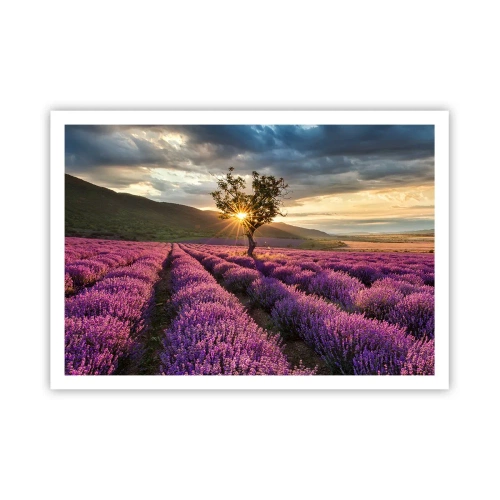 Poster - Un campo di lavanda con un albero solitario al tramonto - 100x70cm - Aroma di colore lilla - Decorazione murale moderna per soggiorno e camera da letto ARTTOR