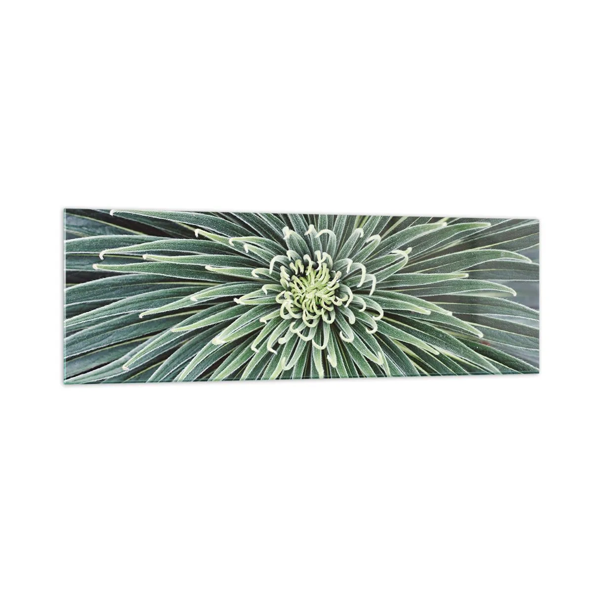 Quadro su vetro - Disposizione simmetrica di foglie verdi che ricordano una stella - 160x50cm - La nascita delle stelle - Decorazione murale moderna per soggiorno e camera da letto ARTTOR