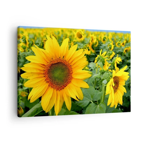 Quadro su tela - Stampe su Tela - Un campo di girasoli con fiori gialli su uno sfondo di foglie verdi - 70x50cm - Centinaia di soli ardono - Decorazione murale moderna per soggiorno e camera da letto ARTTOR