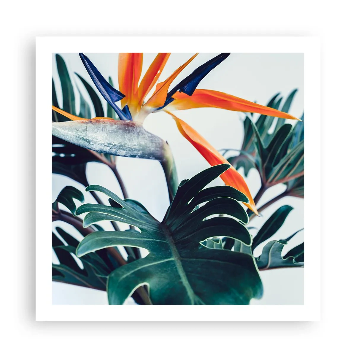 Poster - Pianta uccello - 60x60 cm