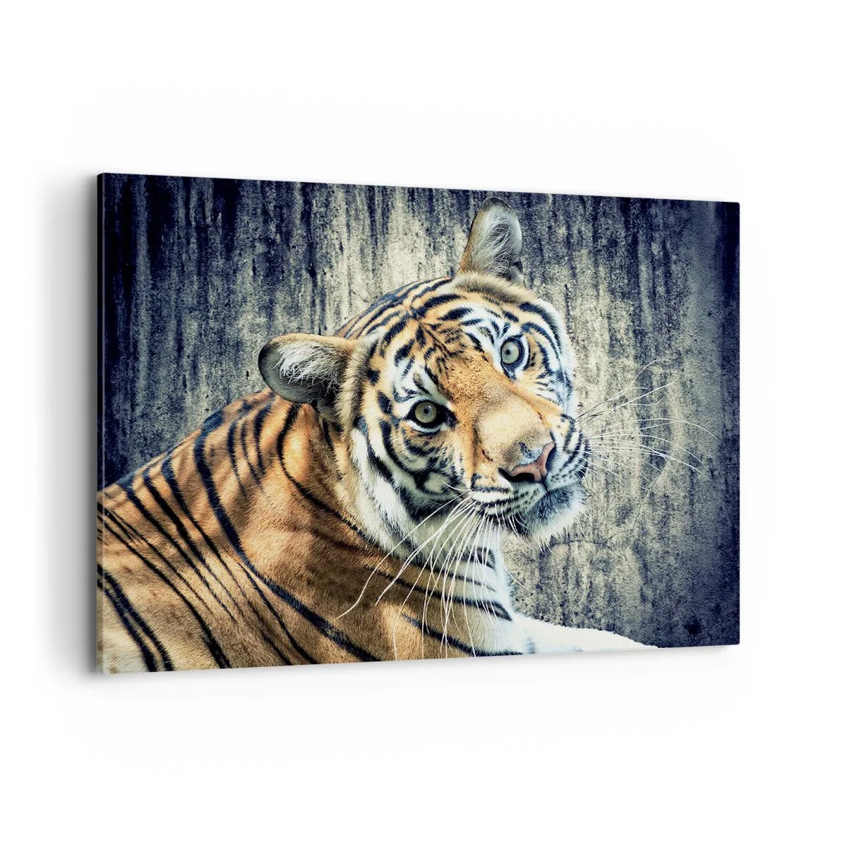 Quadro su tela - Stampe su Tela - Una tigre sdraiata contro un muro dalla consistenza ruvida - 100x70cm - Ritratto nei flussi di luce - Decorazione murale moderna per soggiorno e camera da letto ARTTOR