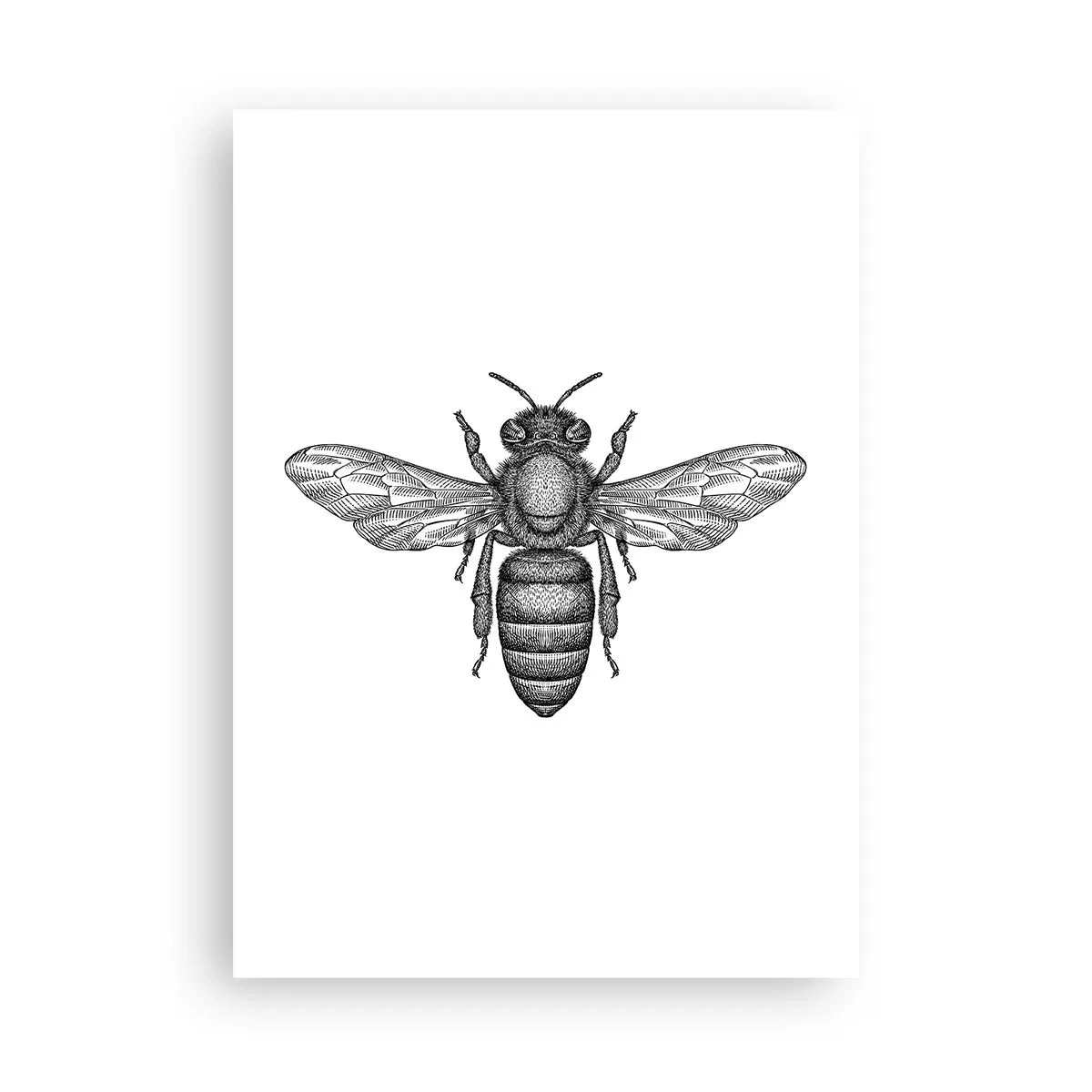 Poster - Illustrazione precisa di un'ape su uno sfondo bianco - 50x70cm - Ritratto d'insetto - Decorazione murale moderna per soggiorno e camera da letto ARTTOR