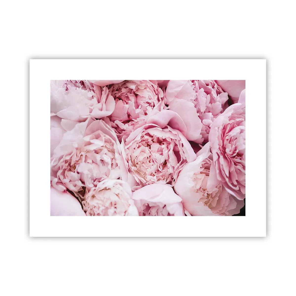 Poster - Morbide e profumate - 40x30 cm