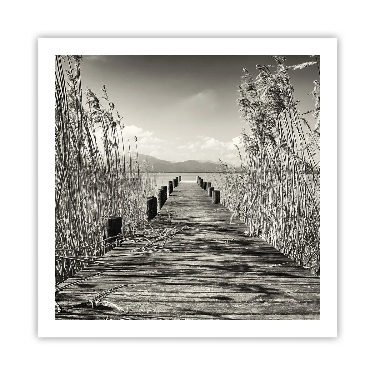 Poster - Nel silenzio dell'erba - 60x60 cm