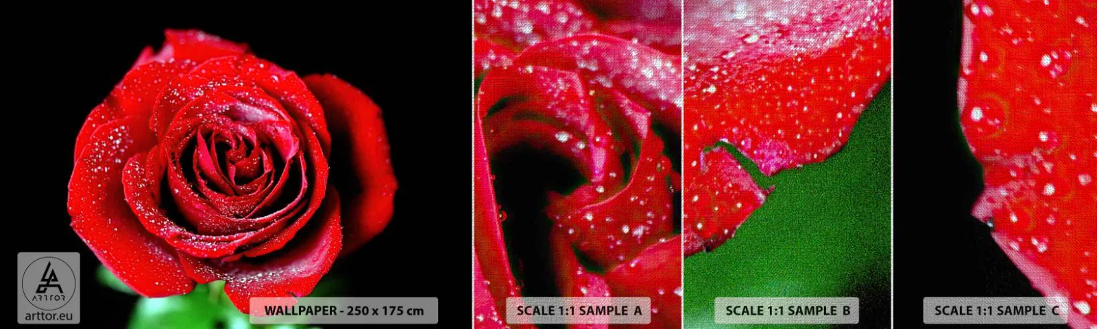 Campione di Fotomurale Premium Canvas - Ecco l'amore - Fiori, Rosa rossa, Petali di rosa - 100x30 cm