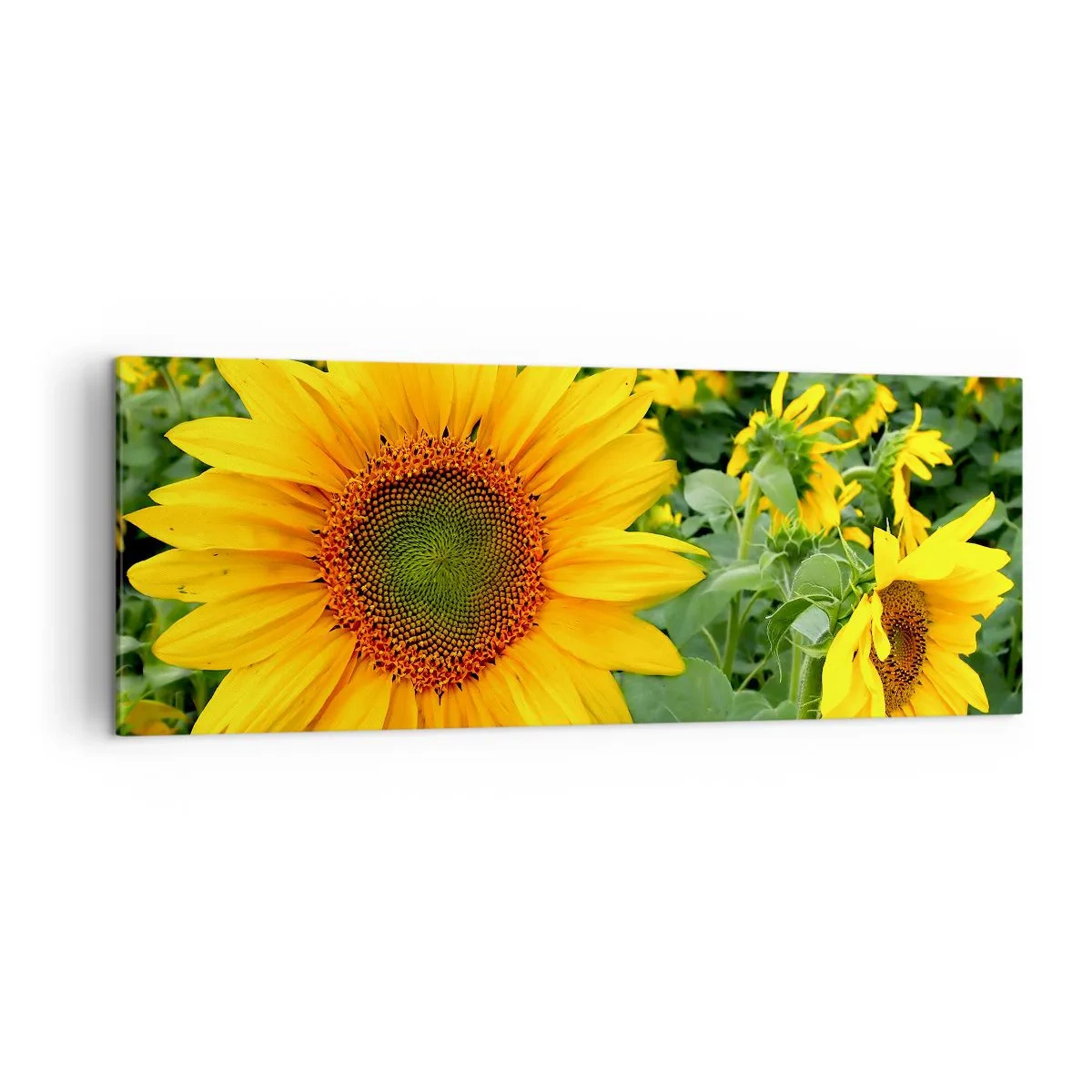 Quadro su tela - Stampe su Tela - Un campo di girasoli con fiori gialli su uno sfondo di foglie verdi - 140x50cm - Centinaia di soli ardono - Decorazione murale moderna per soggiorno e camera da letto ARTTOR