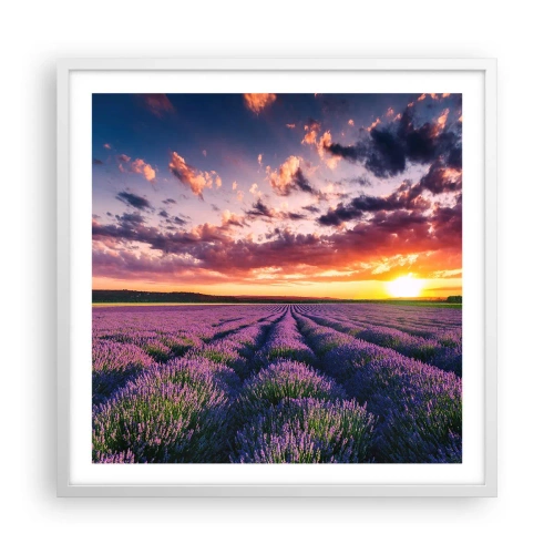 Poster in cornice bianca - Il mondo della lavanda - 60x60 cm