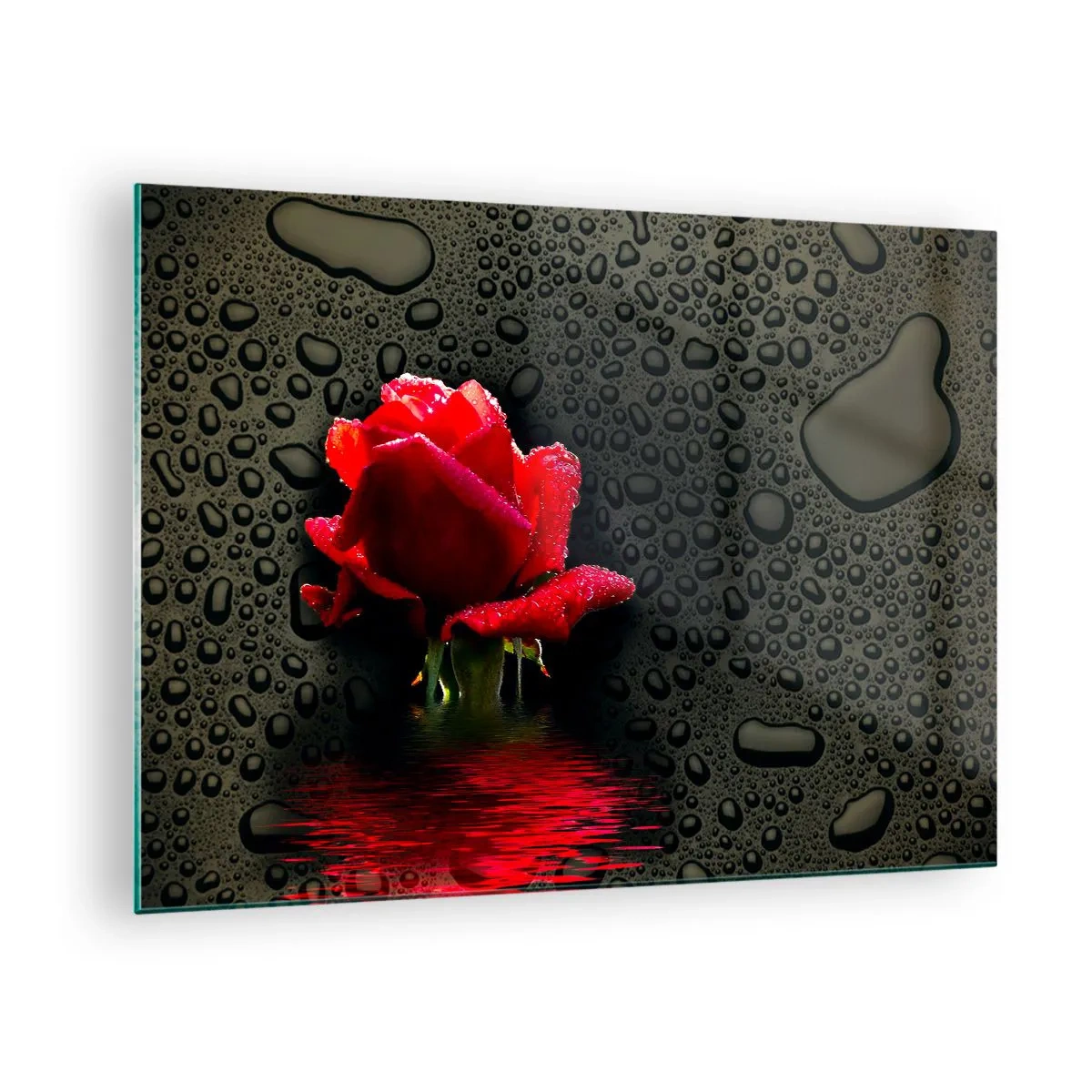 Quadro su vetro - Rosa rossa con gocce d'acqua su sfondo scuro - 70x50cm - Rosso e nero - Decorazione murale moderna per soggiorno e camera da letto ARTTOR