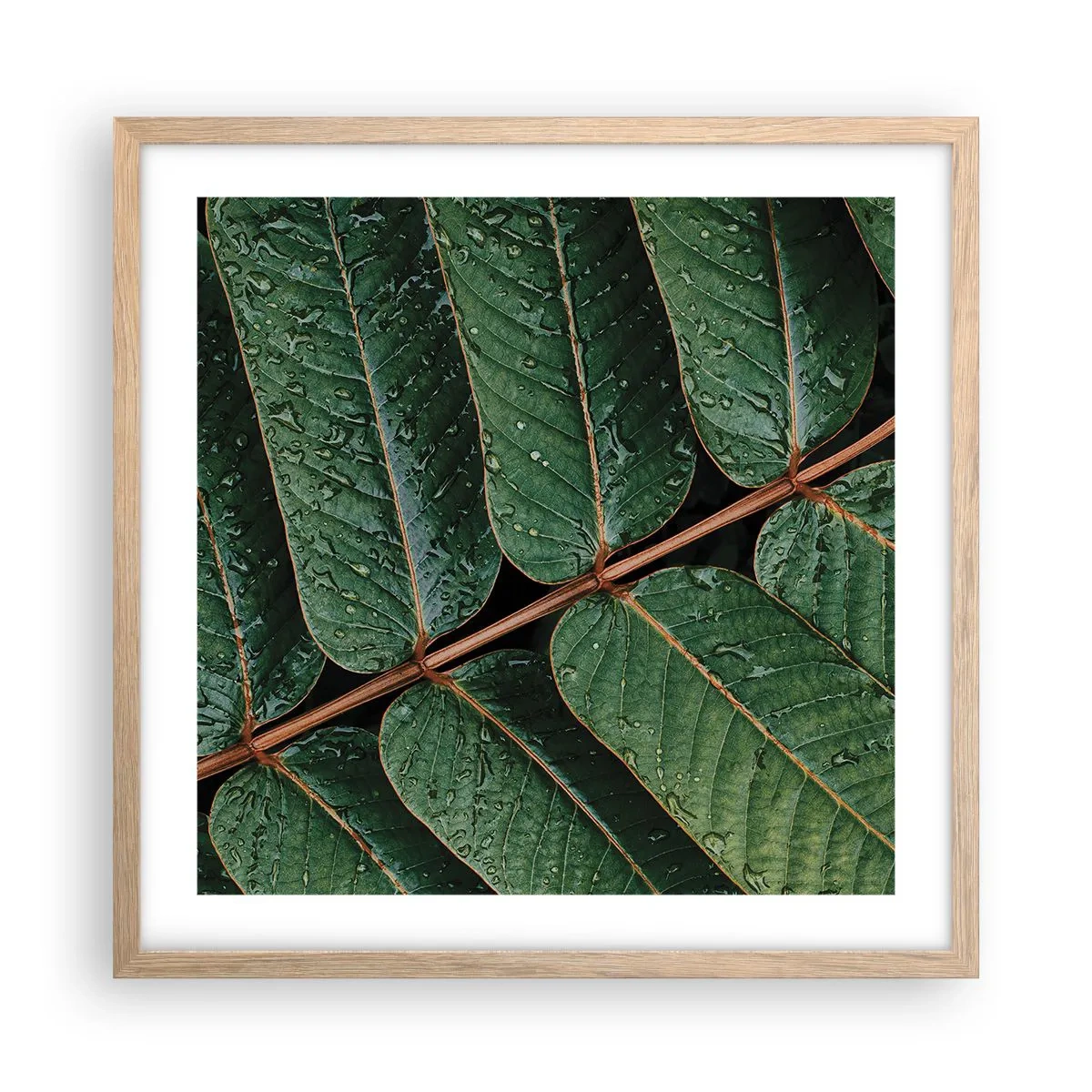 Poster in cornice rovere chiaro - Al ritmo verde - 50x50 cm