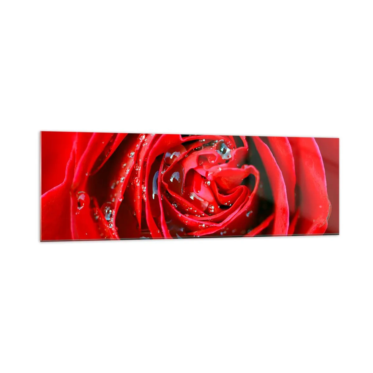 Quadro su vetro - Primo piano di una rosa rossa con gocce d'acqua sui petali - 160x50cm - Nelle gocce della rugiada - Decorazione murale moderna per soggiorno e camera da letto ARTTOR