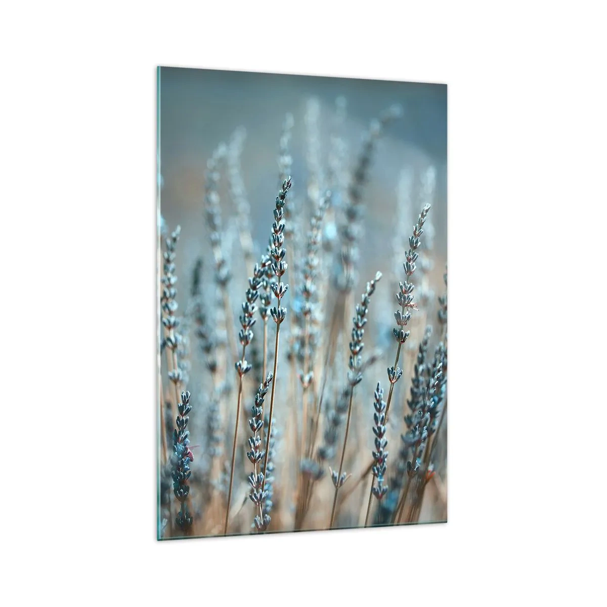 Quadro su vetro - Lavanda nel campo in delicati toni pastello - 70x100cm - Campo profumato - Decorazione murale moderna per soggiorno e camera da letto ARTTOR