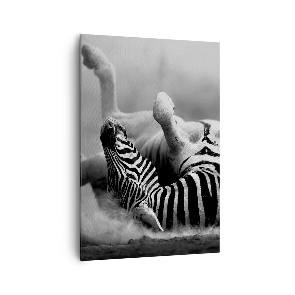 Quadro su tela - Stampe su Tela - Una zebra bianca e nera che rotola nella sabbia - 70x100cm - Morire dal ridere - Decorazione murale moderna per soggiorno e camera da letto ARTTOR