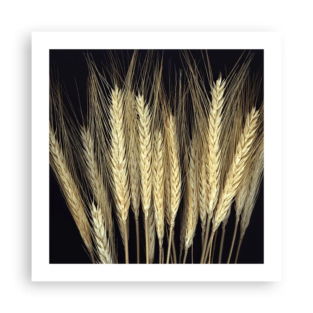 Poster - Magia rustica - 50x50 cm