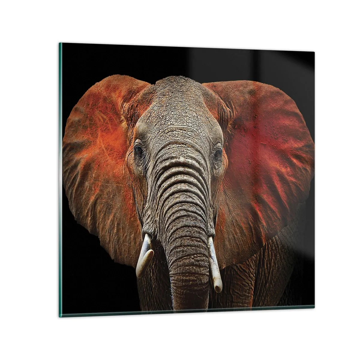 Quadro su vetro - Sono selvaggio e tu? - 70x70 cm