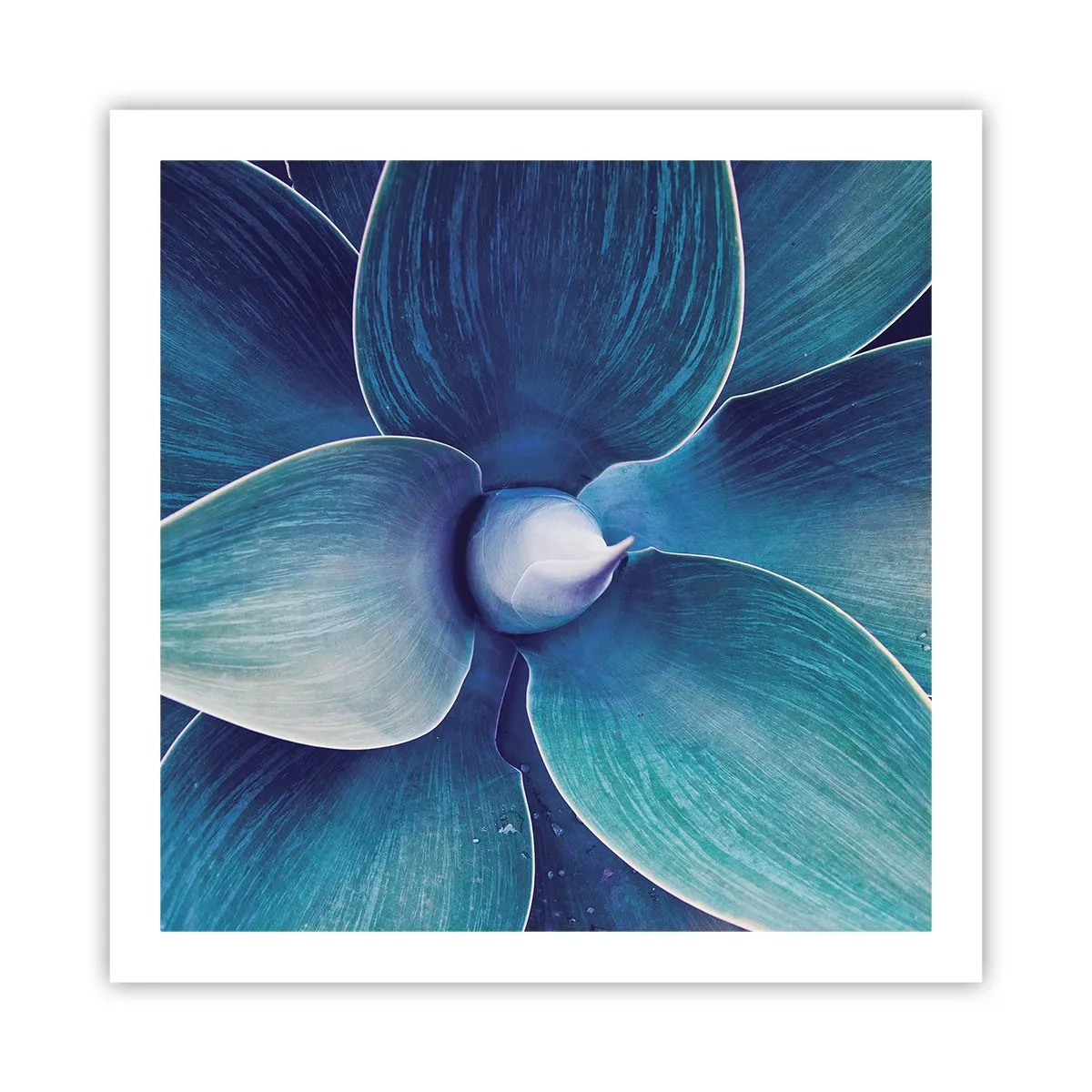 Poster - Imbluito dal sole - 60x60 cm
