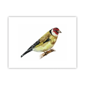 Poster - Ritratto di uccello - 40x30 cm