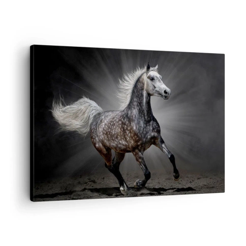 Quadro su tela - Stampe su Tela - Un cavallo bianco al galoppo su uno sfondo scuro - 70x50cm - Grigio è bello - Decorazione murale moderna per soggiorno e camera da letto ARTTOR