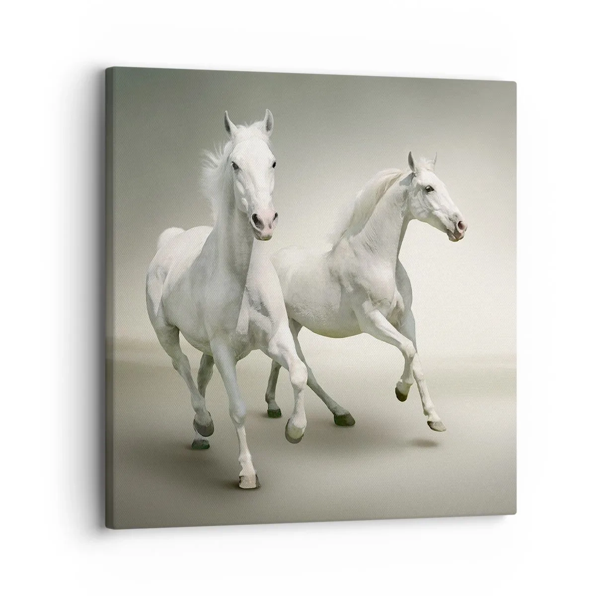 Quadro su tela - Stampe su Tela - White power! - 30x30 cm