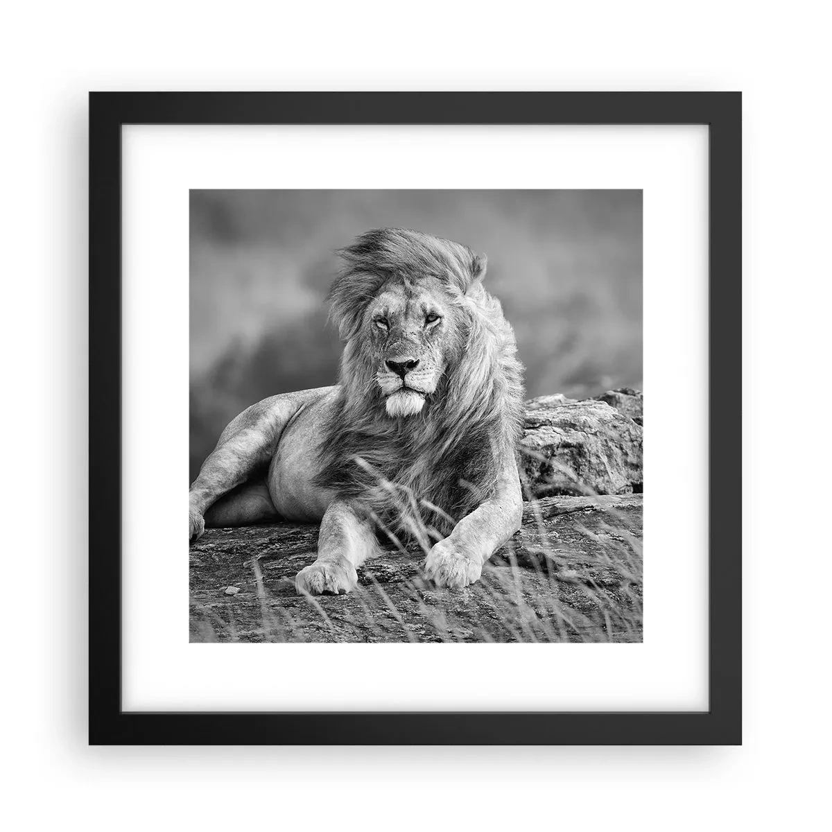 Poster in cornice nera - La siesta del re - 30x30 cm