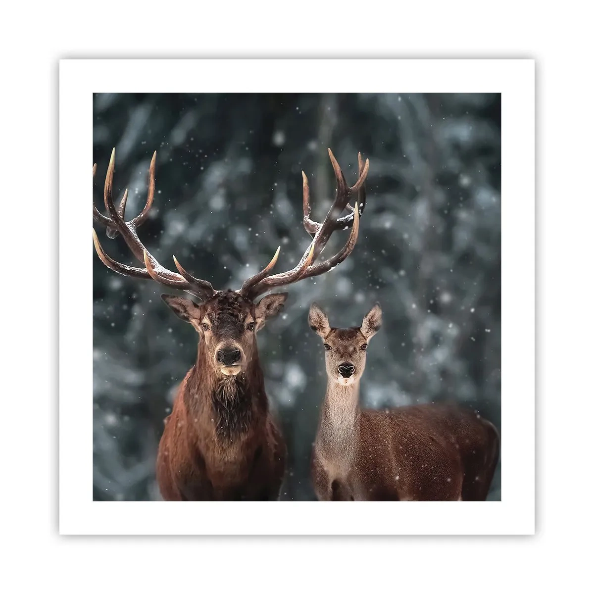 Poster - Il re della foresta con la consorte - 50x50 cm