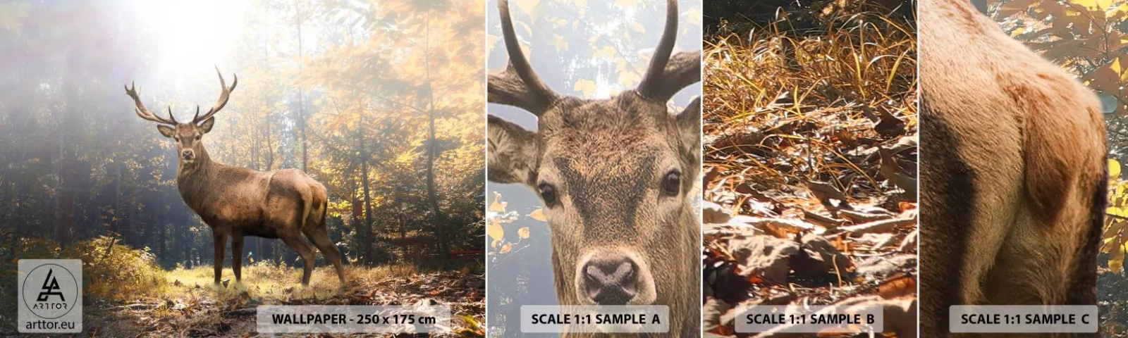 Campione di Fotomurale Adesivo Deluxe Sticker - Nella piena maestà - Paesaggio, Cervo, foresta - 100x30 cm