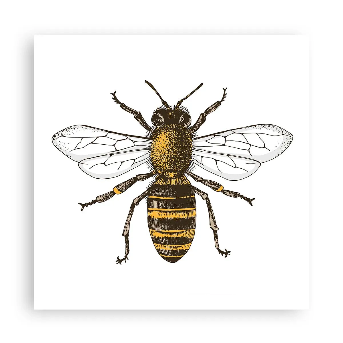 Poster - Bella e buona - 60x60 cm