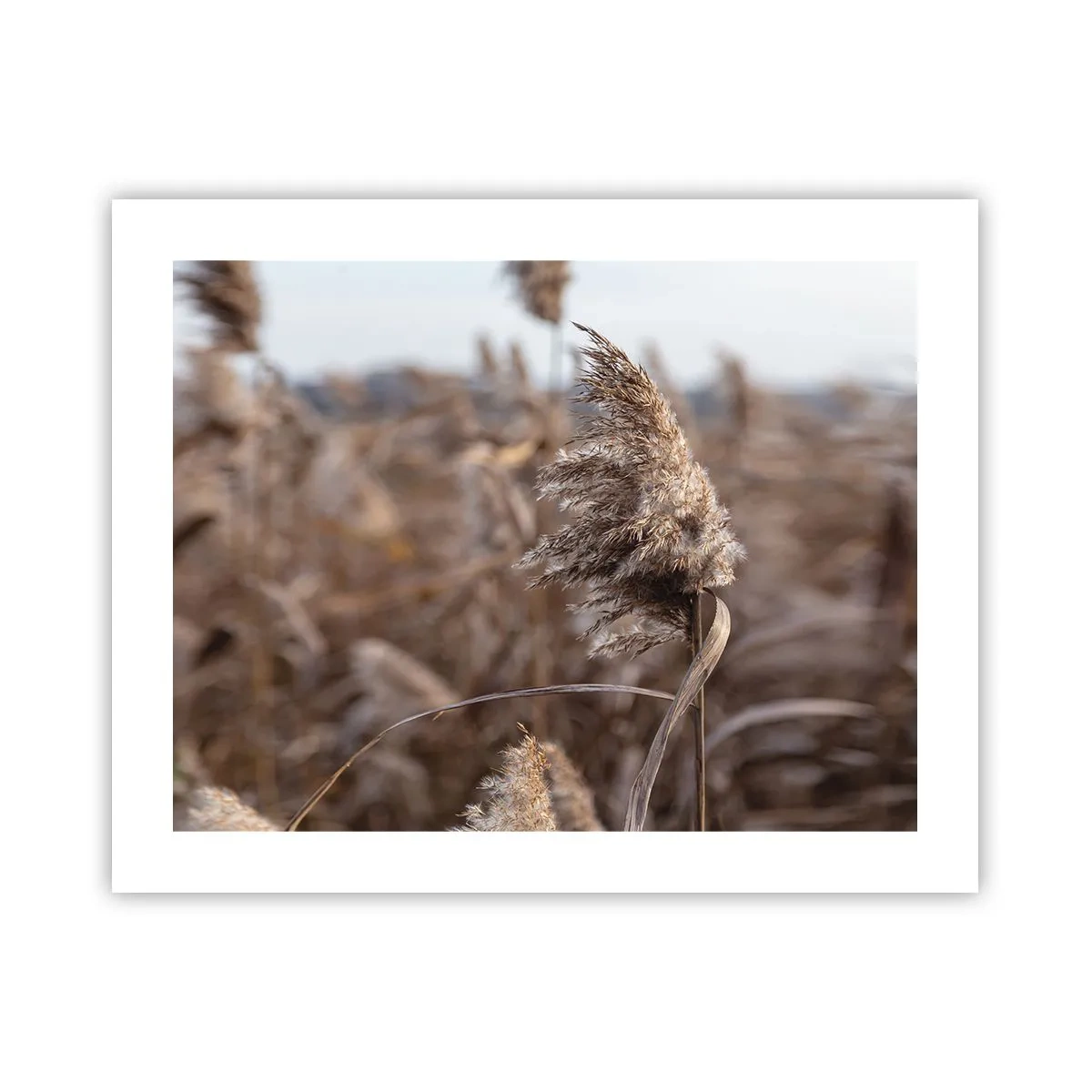 Poster - è tempo di volare col vento - 50x40 cm