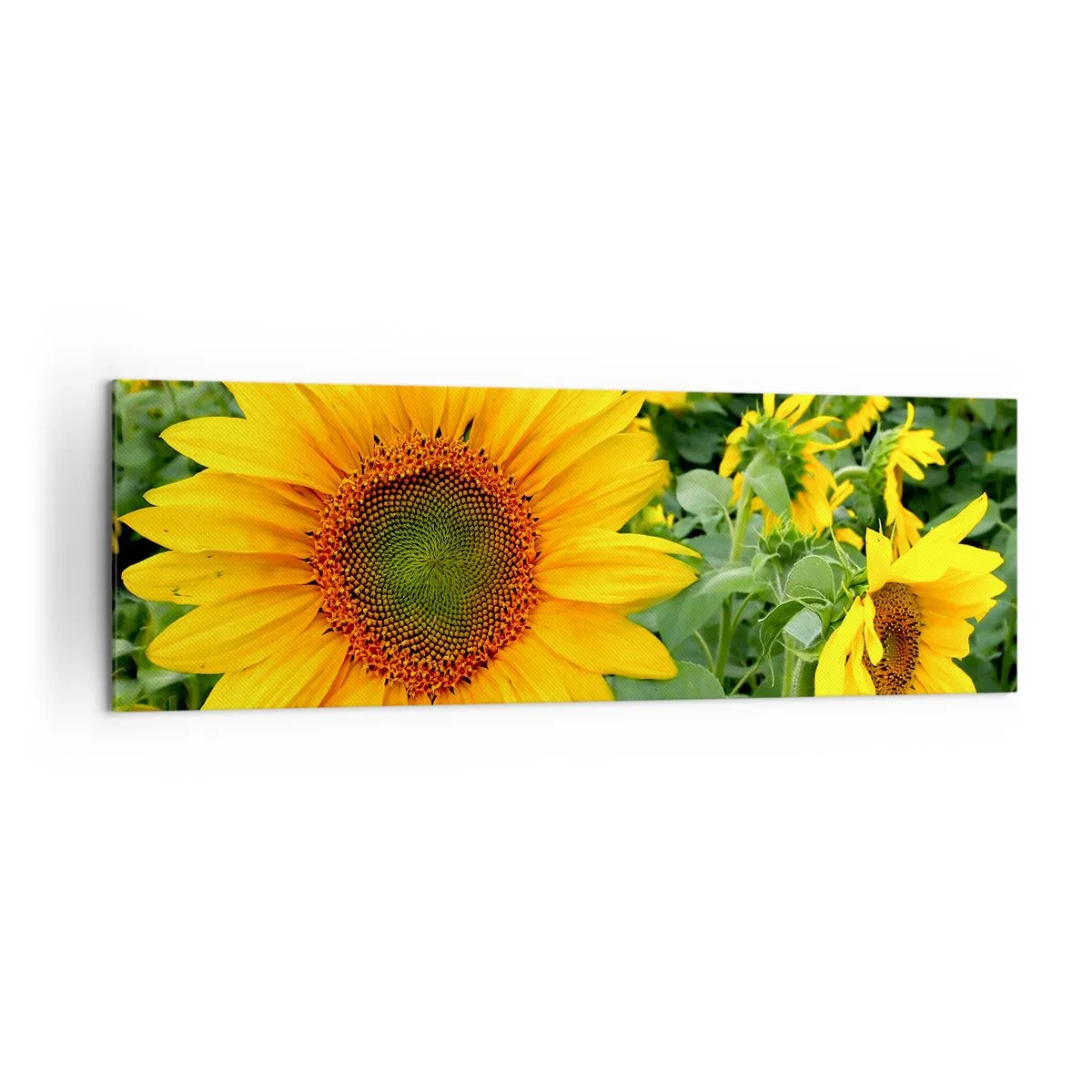 Quadro su tela - Stampe su Tela - Un campo di girasoli con fiori gialli su uno sfondo di foglie verdi - 160x50cm - Centinaia di soli ardono - Decorazione murale moderna per soggiorno e camera da letto ARTTOR