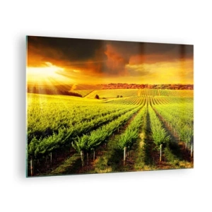 Quadro su vetro - Vigneto alla luce del sole al tramonto - 70x50cm - Sotto il sole dell'Australia - Decorazione murale moderna per soggiorno e camera da letto ARTTOR