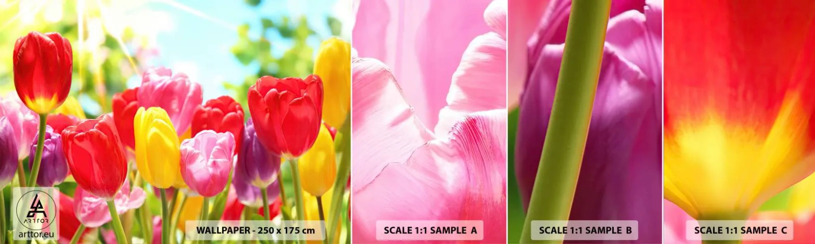Campione Di Fotomurale Standard Eco - Eccoci, i colori di maggio! - Fiori, Tulipani, Giardino - 100x30 cm