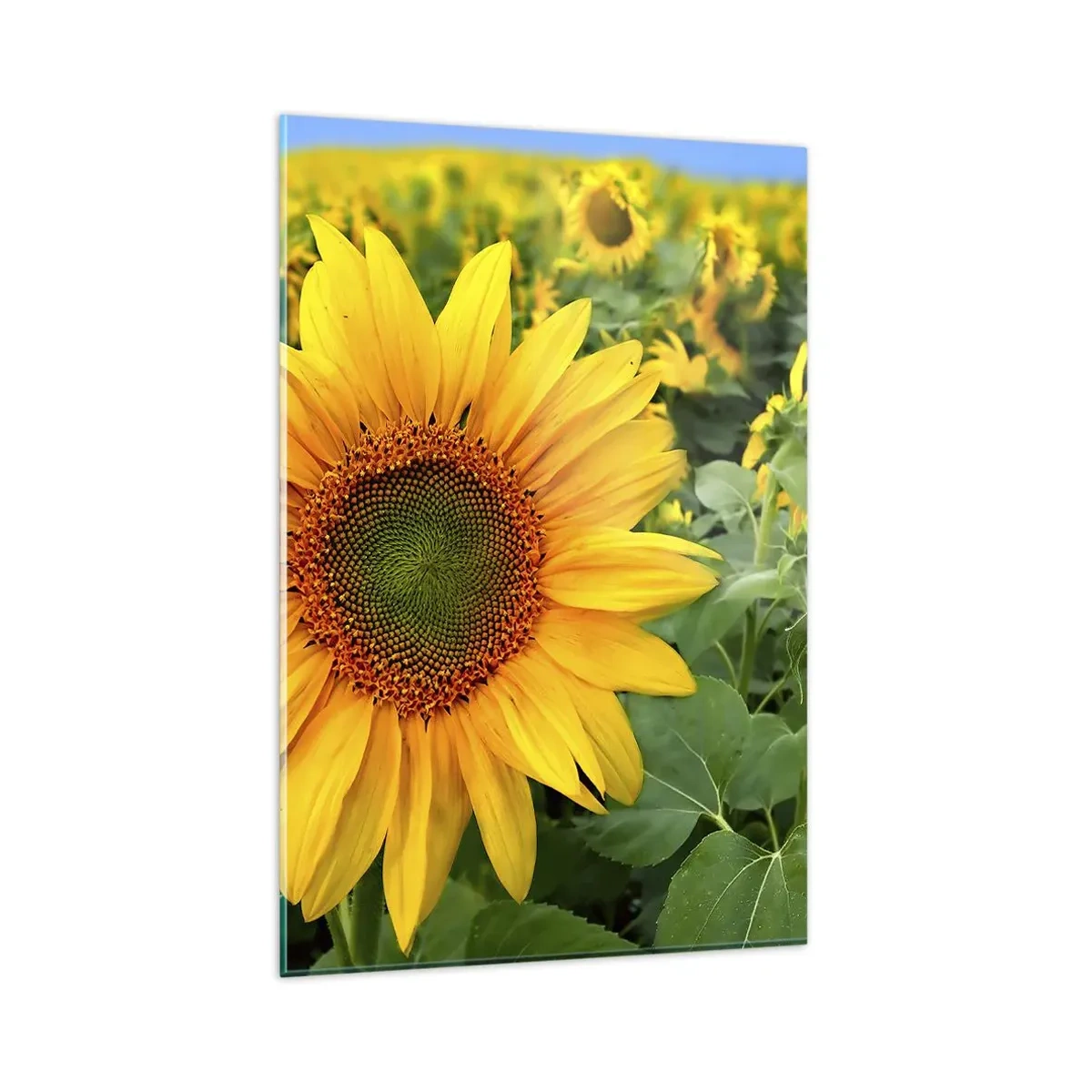 Quadro su vetro - Un campo di girasoli con fiori gialli su uno sfondo di foglie verdi - 80x120cm - Centinaia di soli ardono - Decorazione murale moderna per soggiorno e camera da letto ARTTOR