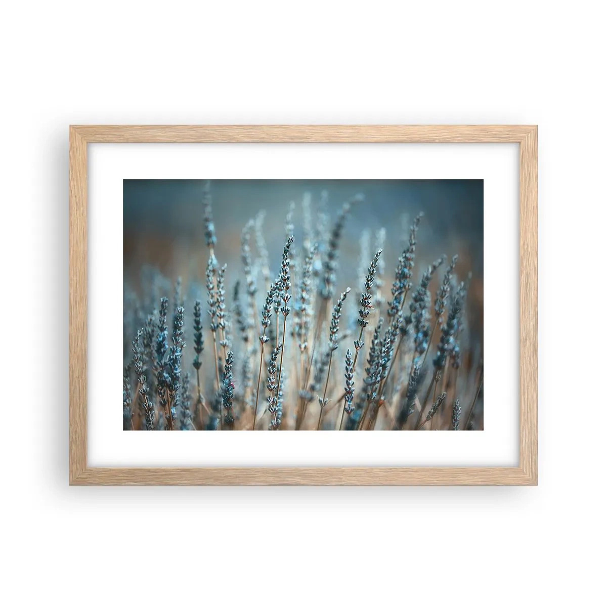 Poster in cornice rovere chiaro - Campo profumato - 40x30 cm