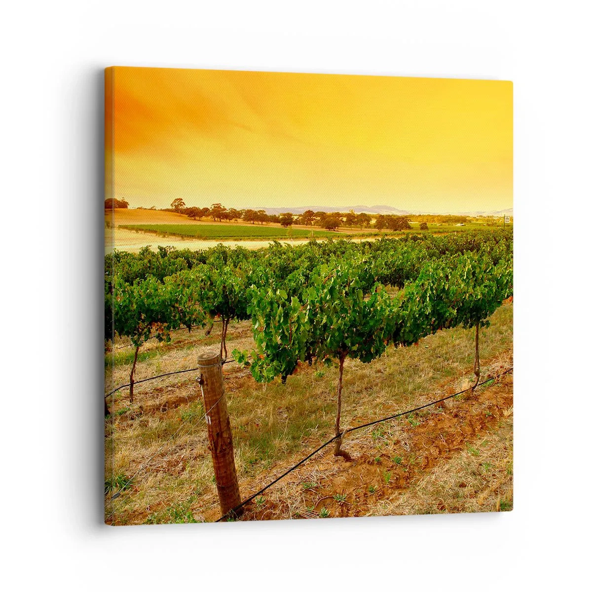 Quadro su tela - Stampe su Tela - Ubriacarsi di sole - 30x30 cm