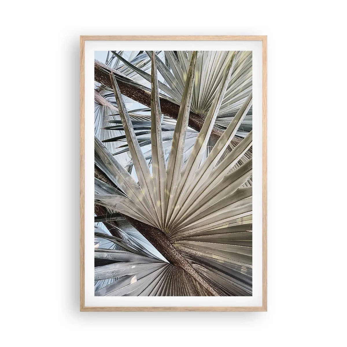 Poster in cornice rovere chiaro - Ventagli dei tropici - 61x91 cm